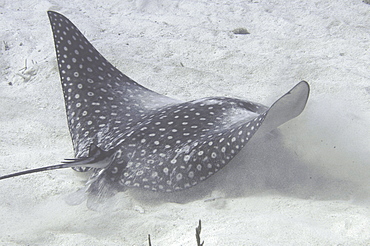 Eagle Ray (Aetobatus narinari) detail showing head and swimming action, Cayman Brac, Cayman Islands, Caribbean