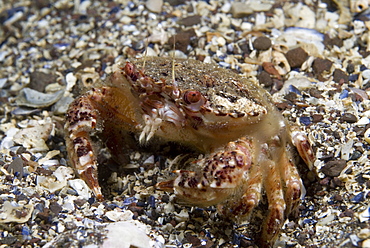 Brown Swimming Crab (Liocarcinus navigator), clear view of crab showing colour and shell markings,  St Abbs, Scotland, UK North Sea