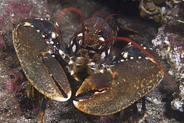 Common Lobster (Homarus gammarus),  nice view of lobster facing forward showing both large claws and red antennae, St Abbs, Scotland, UK North Sea