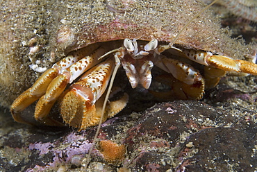 Common Hermit Crab (Pagarus berhardus), detail of head showing claws, eyes and antennae, St Abbs, Scotland, UK North Sea