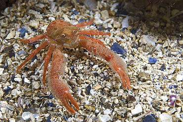 Hairy-clawed squat lobster (Galathea nexa), on gravel seabed, clearly showing orange colour and hairy claws, St Abbs, Scotland, UK North Sea