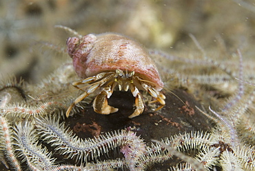 Common Hermit Crab (Pagarus berhardus), clear view of pink & brown coloured hermit crab and shell with brittle starfish, St Abbs, Scotland, UK North Sea