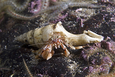 Common Hermit Crab (Pagarus berhardus), clear view of pink & brown coloured hermit crab in shell too big for crab, St Abbs, Scotland, UK North Sea