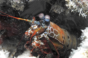 Close up of colourful lobster (currently unidentified) appearing from its crevice. Mabul