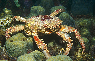 Clinging crab (Mithrax spinosissimus). crawling over coral reef with all parts visible, Honduras, Caribbean