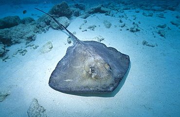 Southern Stingray (Dasyatis americana), large stingray on sandy seabed, Cayman Brac, Cayman Islands, Caribbean