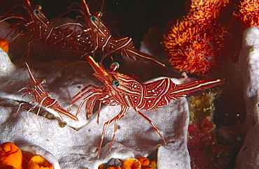 Hingeback shrimp. Lillot, Seychelles.