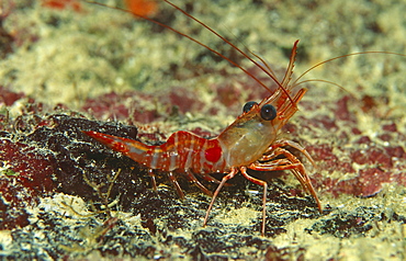 Red night shrimp (Rhynchocinetes rigons) Clear view of shrimp sitting on coral, Cayman Islands, Caribbean.