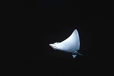 Spotted Eagle Ray (Aetobatus narinari), clear view against black background, Cayman Islands, caribbean