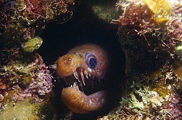 Viper Moray (Enchelynassa formosa). Caribbean.