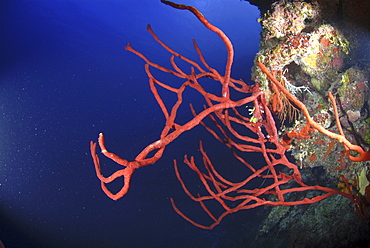 Red rope sponges (Aplysina caulifrons) on underwater cliff,  Little Cayman Island, Cayman Islands, Caribbean