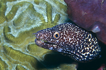 Spotted Moray Eel. (Gymnothorax sp) Tobago.