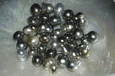 Black Pearls from Rangiroa, French Polyesia