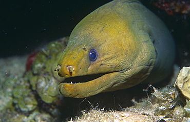 Green Moray (Gymnothorat sp). Bahamas.