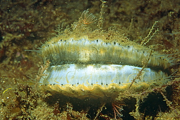 Queen Scallop (Clamys operculoris). Loch Fye, Scotland, UK