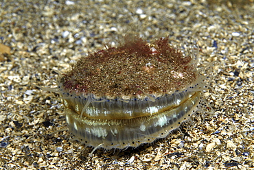 Queen Scallop (Aequipecten opercularis),  small edible scallop showing wide open position, highly prized food source, St Abbs, Scotland, UK