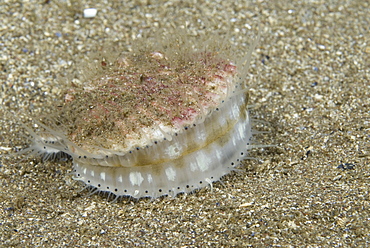 Queen Scallop (Aequipecten opercularis),  small edible scallop showing wide open position, highly prized food source, St Abbs, Scotland, UK