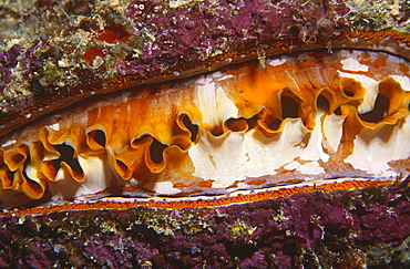 Variable Thorny Oyster (Spondylus varians), open and feeding showing multi-coloured mantle, Sipadan, Malaysia