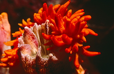 Tubashea sea slug. Amirantes.