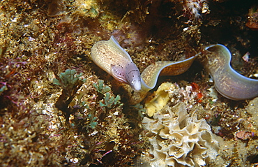 Spotted Moray Eel (Siderea grisea), showing convolutions of eel on indistinct background Seychelles, Indian Ocean.