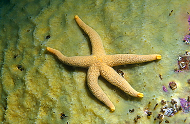 Bloody Henry Starfish (Henricia oculata), nice whole view of starfish on pale green sponge, Outer Hebrides, Scotland, UK