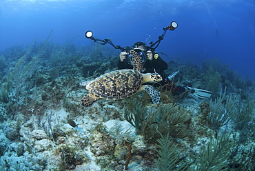 Hawksbill Turtle (Eretmochelys imbriocota), swimming over coral reef with underwater photographer in background, Cayman Brac, Cayman Islands, Caribbean