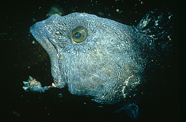 Wolf fish (Anarhichas lupus), head in profile with mouth open, St Abbs, Scotland, UK North Sea