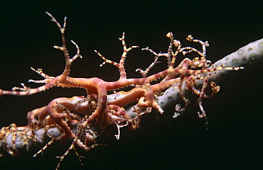 Basket Star fish (Astrophyton muricatum), juvenile on single coral 'arm', San Salvador, Bahamas, Caribbean.