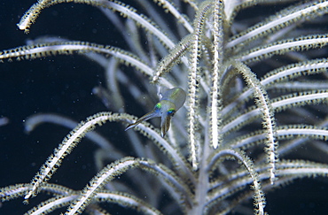 Reef Squid (Sepioteuthis sepioidea). Mexico.