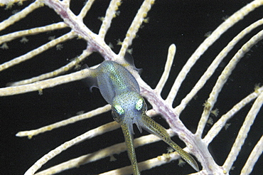 Reef Squid (Sepioteuthis sepioidea), juvenile swimming towards coral sea fan at night,  Little Cayman Island, Cayman Island, Caribbean