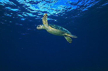 Hawksbill Turtle (Eretmochelys imbriocota), swimming in open water, Little Cayman Island, Cayman Islands, Caribbean