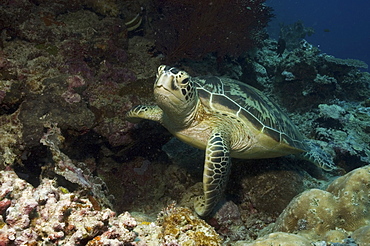 Green Turtle (Chelonia mydas), resting on good corals and facing forwards, Sipidan, Mabul, Malaysia.