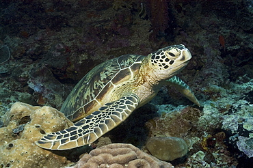 Green Turtle (Chelonia mydas), resting on good corals and facing forwards, Sipidan, Mabul, Malaysia.