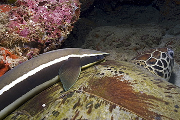  Suckerfish (Remora remora) on Green Turtle (Chelonia mydas), good view of suckerfish on turtle's back, Sipidan, Mabul, Malaysia.