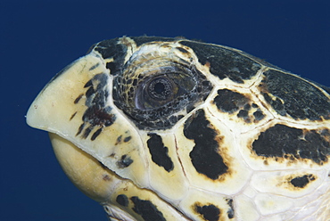 Hawksbill Turtle (Eretmochelys imbriocota), detail of head in side profile,  Little Cayman Island, Cayman Island, Caribbean