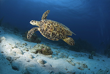 Hawksbill Turtle (Eretmochelys imbriocota), swimming over coral reef,  Little Cayman Island, Cayman Island, Caribbean