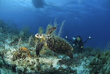 Hawksbill Turtle (Eretmochelys imbriocota), swimming over coral reef with underwater photographer, Cayman Brac, Cayman Island, Caribbean