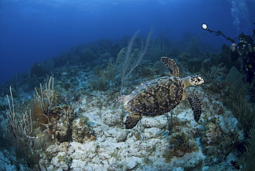 Hawksbill Turtle (Eretmochelys imbriocota), swimming over coral reef with underwater photographer, Cayman Brac, Cayman Island, Caribbean