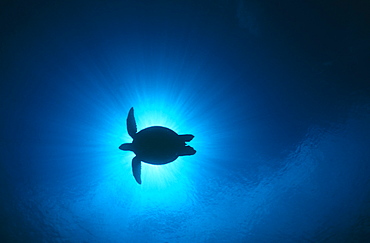 Sillouette of Green Turtle (Chelonia, mydas), Sipadan, Malaysia.