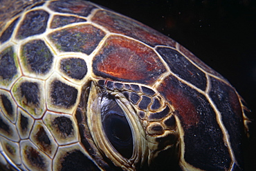 Green Turtle (Chelonia mydas), detail of head, Cayman Islands, Caribbean.