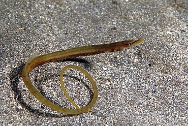 Snake Pipefish  (Entelurus aequorus) in typical snake-like position with tail curled up, St Abbs, Scotland, UK North Sea