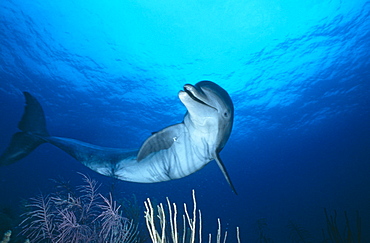 Bottlenosed Dolphin (Tursiops truncatus), Bahamas.