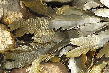 Serrated wrack (Fucus serratus), view of seaweed dry on the shoreline, clearly shows serrated feature,  St Abbs, Scotland, UK North Sea