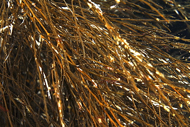 Brown Mane (Dictyosiphon spp.), view very indicative of species showing many fronds like a horse's mane, St Abbs, Scotland, UK North Sea