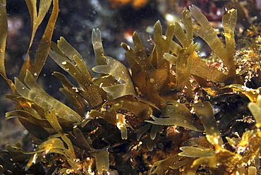 Branching Brown Algae (Dictyota dichotoma), clear view of branching feature of this brown seaweed, St Abbs, Scotland, UK North Sea