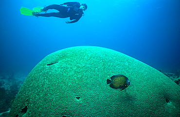 Giant Brain Coral and diver, Tobago.