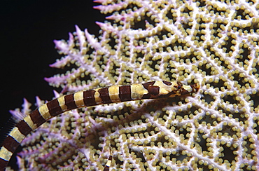 Harlequin Pipefish (Micrognathus ensenadae), head and half body against colourful seafan,  Honduras, Caribbean