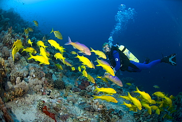 Yellow-saddle Goatfish (Parupeneus cyclostomus), large school of yellow fish swimming over tropical coral reef and Scuba Diver, Red Sea.