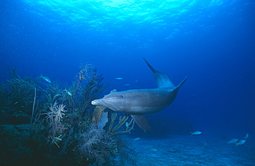 Bottlenose Dolphin (Tursiops truncatus). Bahamas.