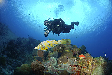 Diver using torch amidst corals, sea fans and sponges, Grand Cayman Island, Cayman Islands, Caribbean